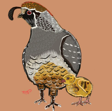 Quail Coaster