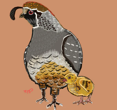 Quail Matted Print