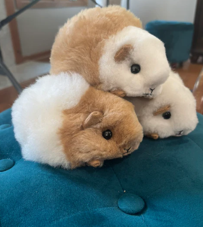 Guinea Pig - Alpaca Fleece