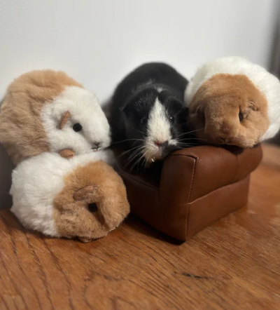 Guinea Pig - Alpaca Fleece